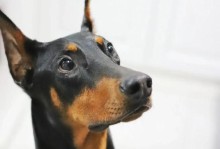 如何饲养健康的杜宾犬（注意事项、饮食、锻炼、防疫、心理健康）