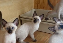 探秘泰国什么罗猫（泰国文化中的猫之精灵）