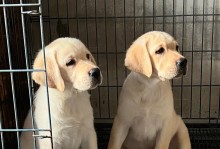 长春地区优质犬舍大揭秘（寻找你的毛孩天堂，长春这些犬舍不容错过）