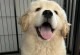 金毛犬4个月时需要补充哪些营养品？（全面补充营养，让金毛宝宝茁壮成长）