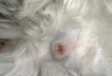 比熊胃肠感冒——症状、预防与治疗（探究比熊胃肠感冒的常见症状及如何有效应对）