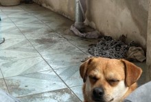 为什么狗会吃自己的屎？（探究狗吃屎的原因和解决方法）