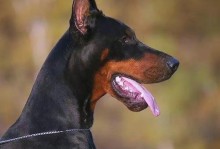 杜宾犬的合理喂养方法（如何让杜宾犬健康成长）