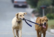 老年犬的护理指南（如何给宠物老年犬提供最好的护理服务）