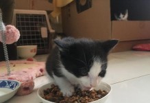 猫咪可以享受虾皮的美味吗？（探究猫咪食用虾皮的好处与注意事项）