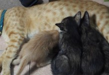 小猫奶粉的选择与喂养方法（以一个月的小猫为例，探讨适合的奶粉和喂养方式）