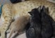 小猫奶粉的选择与喂养方法（以一个月的小猫为例，探讨适合的奶粉和喂养方式）