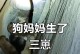 母狗生小狗间隔要多久？（了解母狗的生育周期和合理安排繁殖计划）