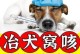 治疗狗狗咳嗽的药物选择与用法（选择合适的药物是关键，为你的狗狗提供舒适的治疗体验）