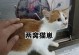 为什么猫不爱吃熟食？（探究猫对于熟食的挑剔和喜好）