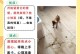 驱虫后狗需要多久才能出门？（狗养护知识分享｜探讨适当的出门时间）
