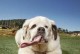 研究发现，贵宾犬的生殖器官最小（贵宾犬的繁殖特性及其影响）