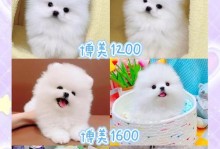 博美犬的健康溜行之道（科学合理的博美遛狗方法，让你的犬宝宝更健康快乐）