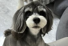 泰迪犬怀孕20天的反应及注意事项（了解泰迪怀孕的初期迹象以及相关护理措施）
