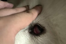 狗狗为什么会得结膜炎？（探究结膜炎的成因与治疗方法）