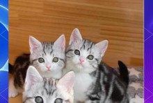 养美短猫的人数众多的原因（探寻美短猫优秀之处及其受欢迎的关键因素）