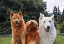 如何养护芬兰狐狸犬？（专家教你如何培养健康、快乐的芬兰狐狸犬）