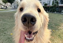 金毛突然乱叫的原因及处理方法（解析金毛犬突然乱叫的可能原因以及如何应对）