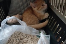 幼猫适应新环境的时间及方法（宝贝猫咪在新家的适应过程与关键因素）