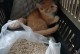 幼猫适应新环境的时间及方法（宝贝猫咪在新家的适应过程与关键因素）