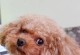泰迪犬的寿命之谜（揭秘泰迪犬的长寿秘诀，让爱宠陪伴更久）