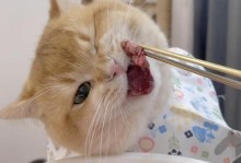 猫咪的健康饮食（为你的猫咪提供优质的饮食，让它健康快乐）