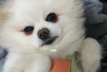 博美犬为什么会有泪痕？（宠物主人需知的泪痕预防与治疗方法）