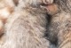 揭秘猫咪脱毛的原因与解决方法（为什么猫咪会频繁脱毛？如何有效解决猫咪脱毛问题？）