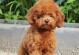 如何判断泰迪犬的纯度？（纯泰迪犬的特征及鉴别要点）