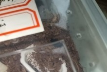养蜘蛛的必备条件与物品（了解如何提供合适的环境与食物给你的蜘蛛宠物）