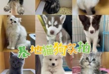 博美幼犬每天的睡眠时间有多久？（揭秘博美幼犬的睡眠需求和习惯）