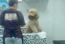 探究巨型贵宾犬瘦得皮包骨的原因及解决方法（饮食不足与驱虫问题可能导致贵宾犬瘦弱）