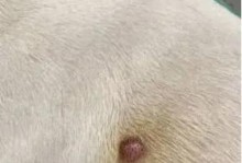 宝宝得了狗瘤病，要注意哪些症状？（了解宝宝得狗瘤病的常见症状，及时做出正确判断和处理）