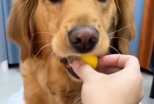 两个月大的狗狗能否食用苹果？（苹果营养丰富，但不适合所有狗狗食用）