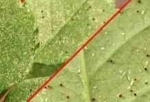 蜘蛛幼体脱皮的周期及其重要性（揭秘蜘蛛幼体脱皮周期，了解幼蜘蛛生长发育的关键）