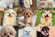 母比熊幼犬的发情周期与特点（探索母比熊幼犬来月经的时间和表现，了解其发情周期的变化）