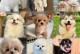母比熊幼犬的发情周期与特点（探索母比熊幼犬来月经的时间和表现，了解其发情周期的变化）