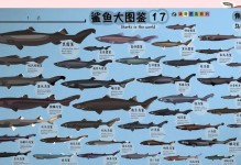探秘中型热带观赏鱼——银鲨的奇妙世界（了解银鲨的特征、习性及养殖要点）
