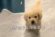 以脑袋小身子大的狗——英国斗牛犬（品种特点、适应性强、训练技巧、成为理想的伴侣犬）