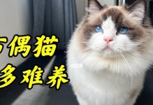 布偶猫怎么养才能胖？（宠物必备知识，让你的猫咪健康长胖！）