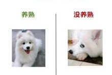 如何区分以萨摩耶和银狐串？（从外观特征到性格特点，一一道来）