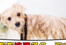 剃毛狗需要多久洗澡？（毛发修剪与洗澡频率的关系及注意事项）