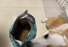 幼犬粮换成犬狗粮的正确方法（宠物健康从饮食开始，几个月幼犬粮应该什么时候换成犬狗粮？）