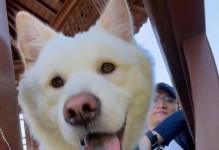 狗狗的喊叫（探究狗狗相遇时发出的声音以及其含义）