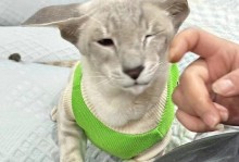 善待你的东方短毛猫——全面了解饲养方法（以健康为本，关爱你的宠物生命）