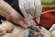 狗狗眼泪周围掉毛原因分析（海鲜产品摄入导致的狗狗眼泪周围掉毛）