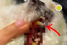 干粮与湿粮，哪种更适合狗狗？（探究干粮与湿粮的优缺点，为你的宠物做出明智选择）