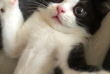 宠物接种疫苗攻略（以猫言狗语，让宠物免疫无忧）
