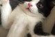 宠物接种疫苗攻略（以猫言狗语，让宠物免疫无忧）