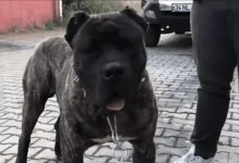以目前最厉害比特犬为主题的探索（揭秘比特犬之王的名字——最强犬的传奇之旅）
